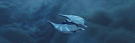 Acolyte Corvette